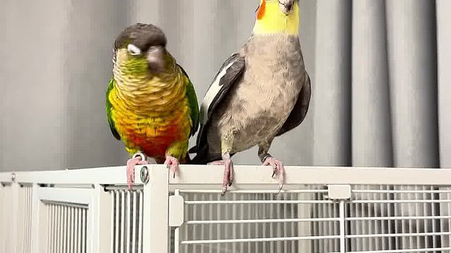 灰灰看着小太 一脸的无奈