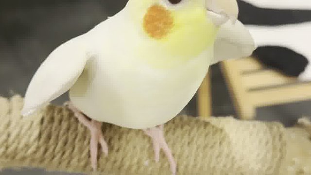 学霸版咕叽咕叽