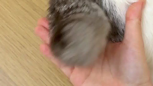 小小一只短尾巴！谁能拒绝