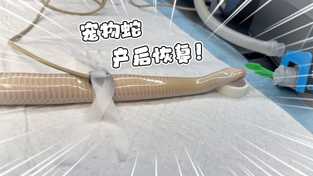 就很惨！原来蛇蛇产后恢复如此折磨