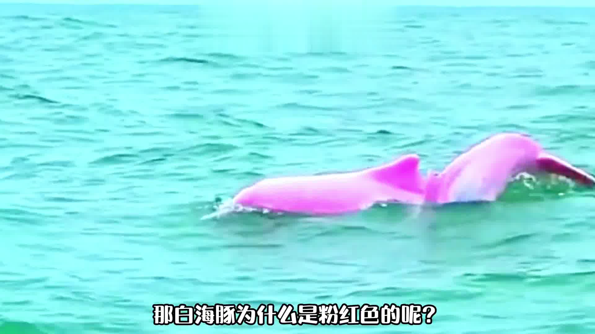 粉色的海豚