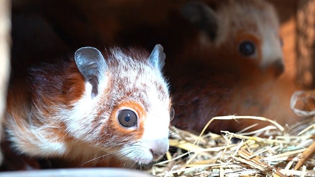 眼神看起来不太聪明的样子