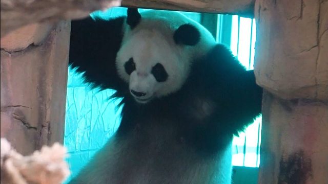 有时候累了，想变成一只大熊猫