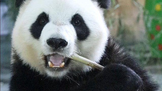 无法抵挡“大眼萌语”的魅力