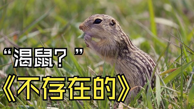 【Science科普】萌物体内黑科技！几个月不喝水，为啥不会变“松鼠干”？