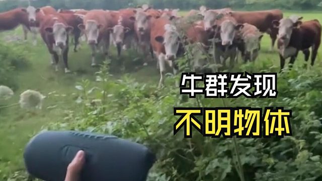 那些治愈的动物视频！