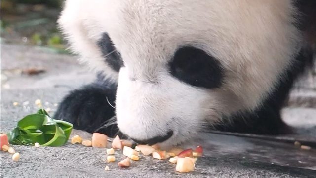 谁馅切这么碎？猫猫委屈