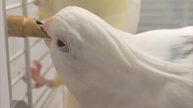 直观的看出玄凤的智商差距