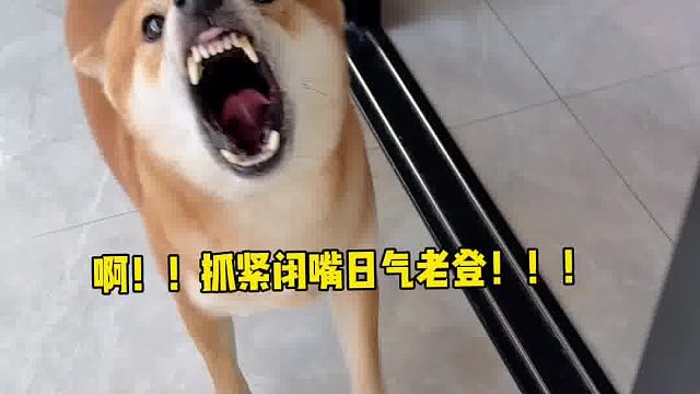 柴犬听到家乡话和普通话的态度变化！