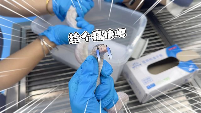 就很惨！蛇蛇剖腹产手术拆线了，但往后一个月不能吃东西！