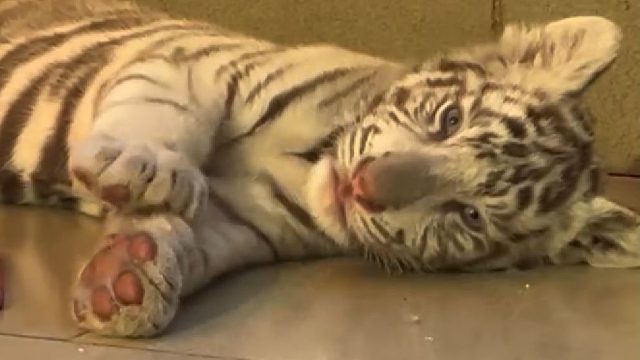 小白虎：叽里咕噜说啥呢！