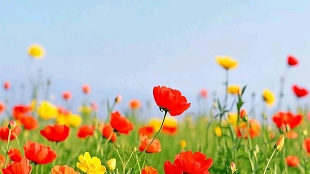 眠眠（广东江门市新会区司前镇）