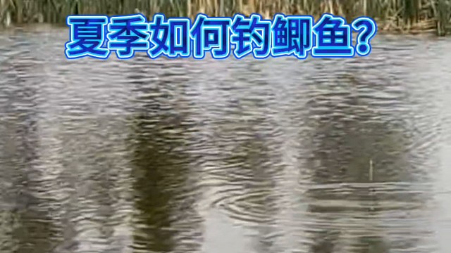 夏委如何钓鲫鱼