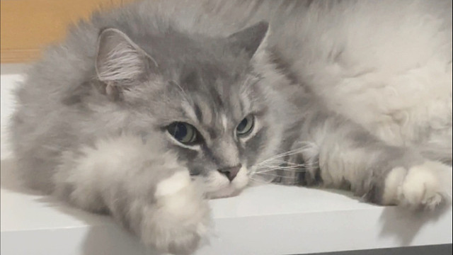 猜猜小猫几秒入睡