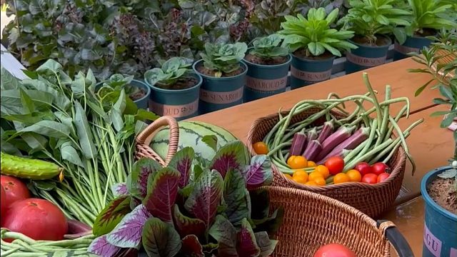 进入夏天，每天都有摘不完的菜#田园生活