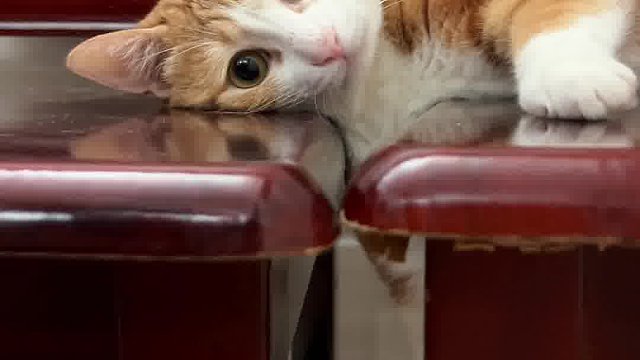 就这样被椅子卡住了