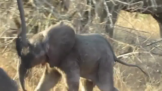 狮子想要偷袭小象，结果被母象毒打了一顿