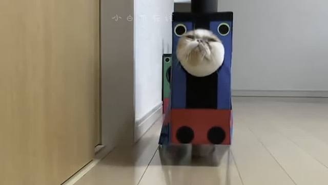 哈哈哈哈，笑不活了天呐！！！