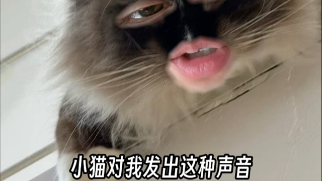 小猫对你发出这种声音，居然是这个意思？！