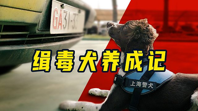警犬是怎么“考编”的？这样的工作真的能算“上岸”嘛？！