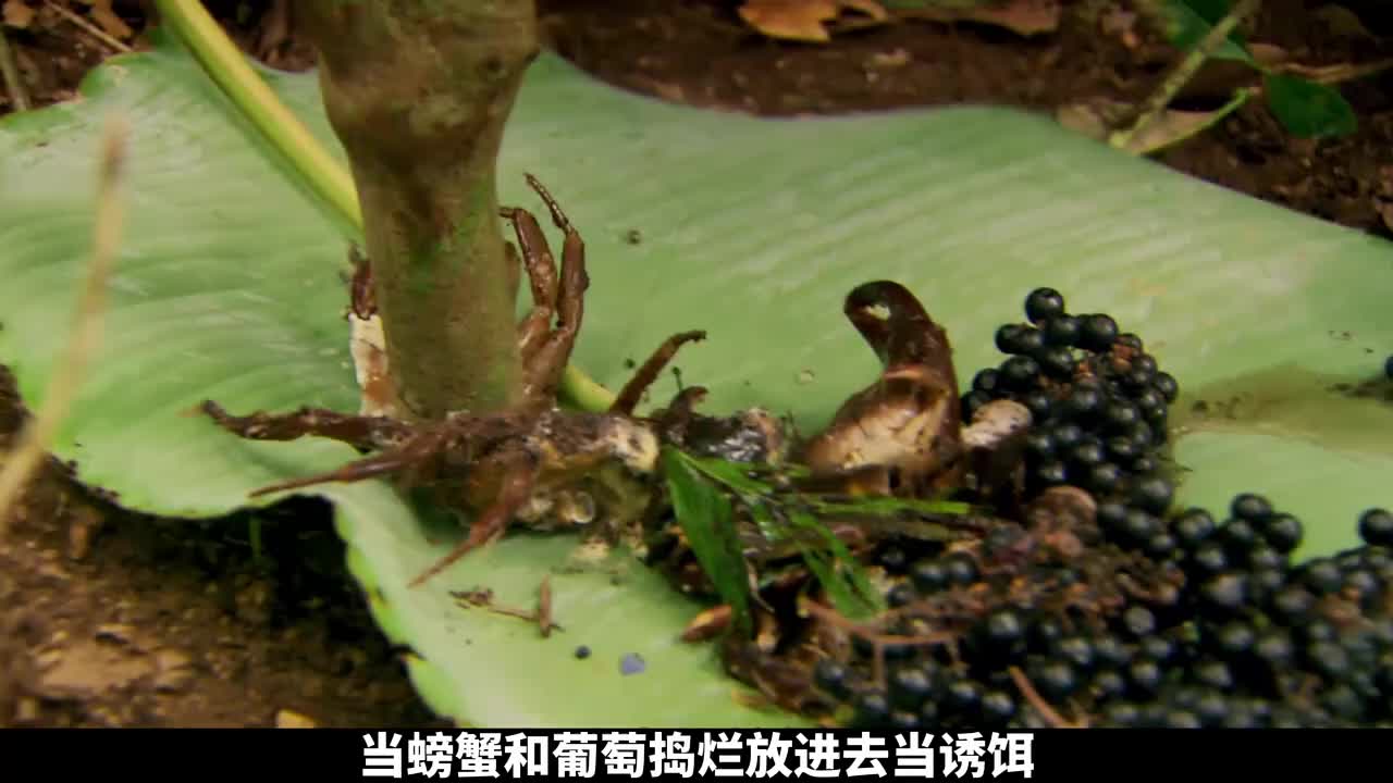 猎人和厨子墨西哥云雾林荒野求生，抓到一只野猪烹饪全猪宴(3)