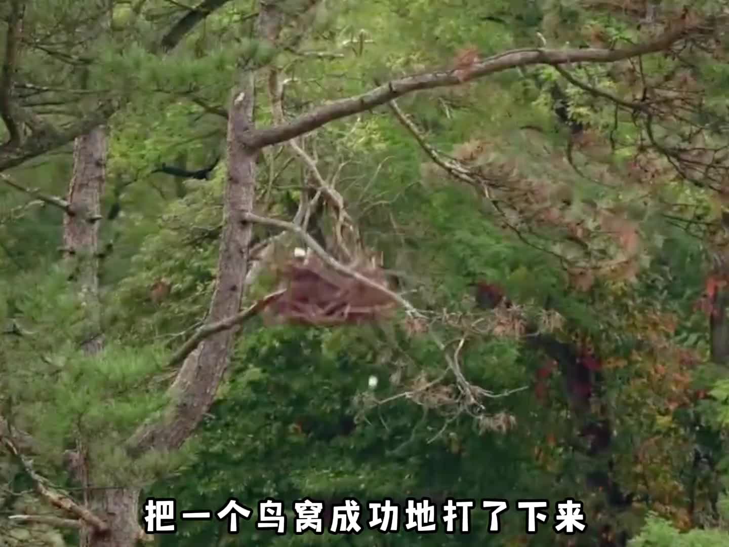 估计打高尔夫只是他的借口，打猎才是他的终极目标，就这个情节，估计电视剧都不敢这么演