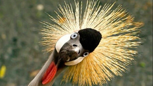 灰冠鹤：头戴王冠，脚踩王座，来着非洲的“猴系公主”