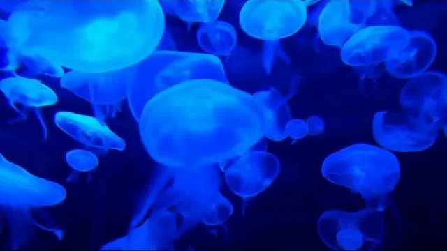 在人生的海洋里，奋斗是一只永不沉没的航船。