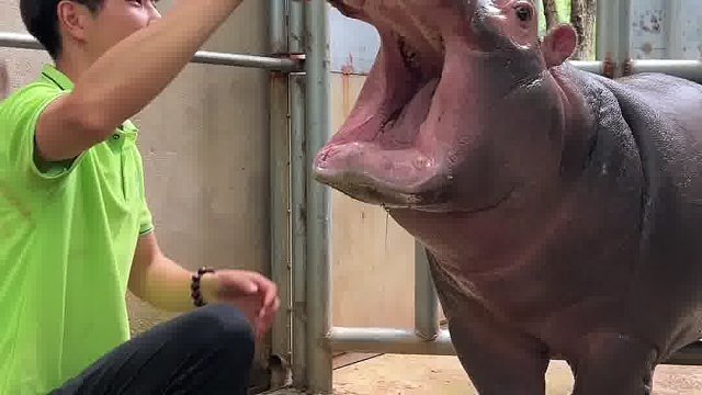 河马宝宝