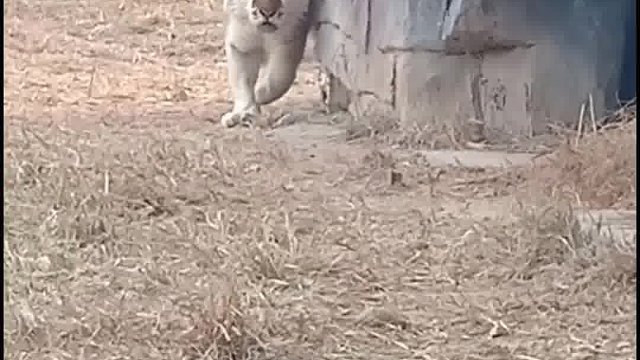 多看老虎，远离抑郁！