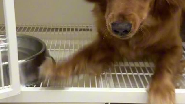 狗：你看我造不造就完了！