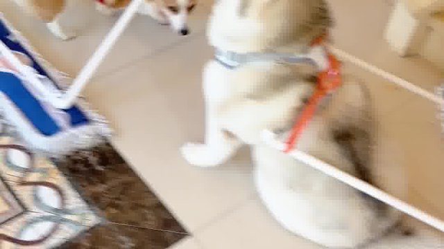 起猛了，看见小狗在拖地