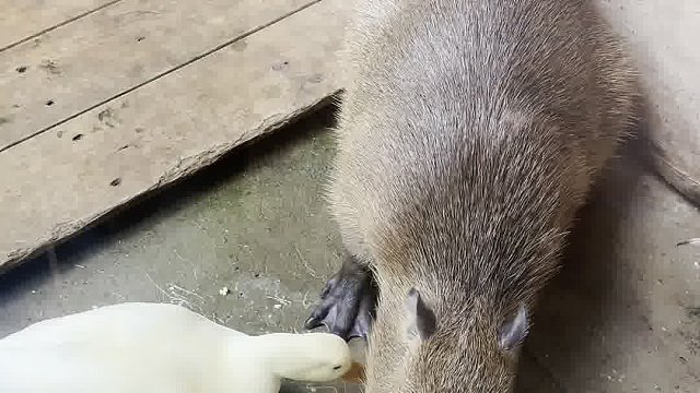 豚豚：喂我花生！