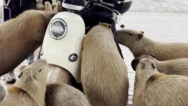 卡皮巴拉军团打劫粮草车！