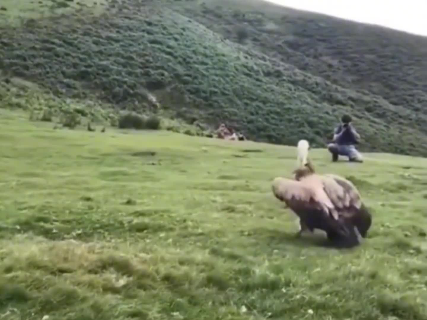 要这翅膀有何用啊