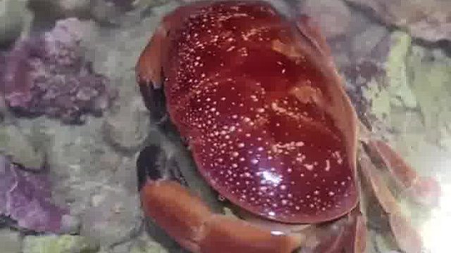 分享14种螃蟹，你认识几种？