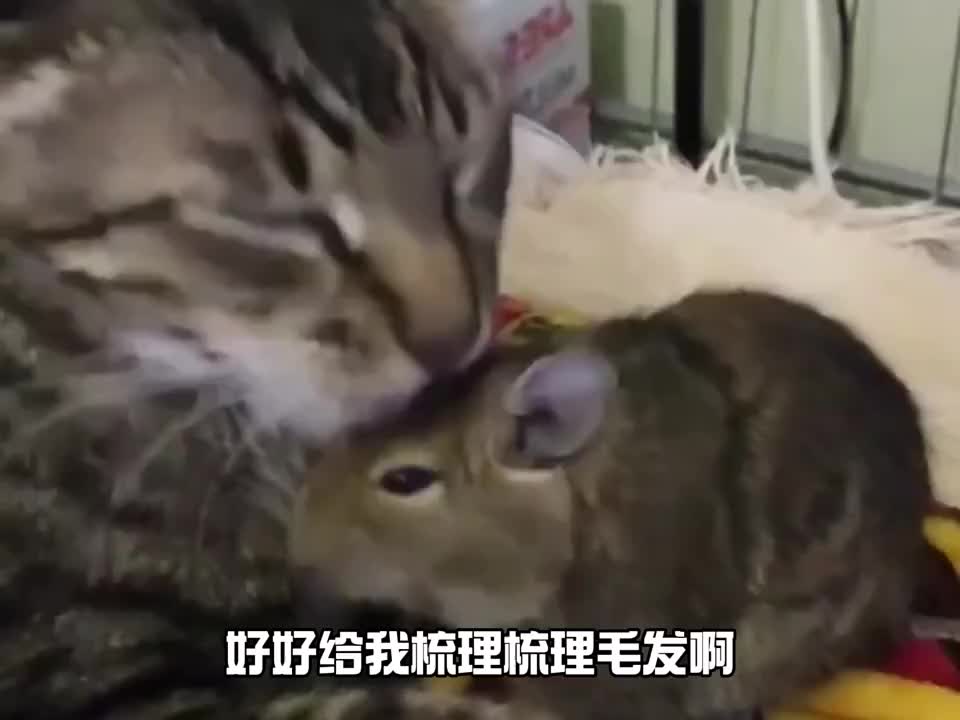 吓坏猫咪了