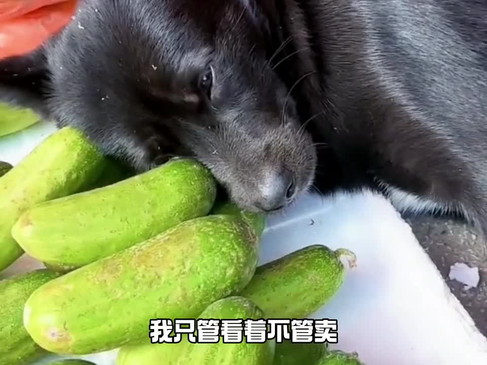 狗子一脸生无可恋的样