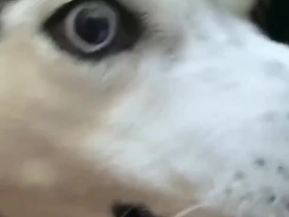 狗子表示很无奈啊