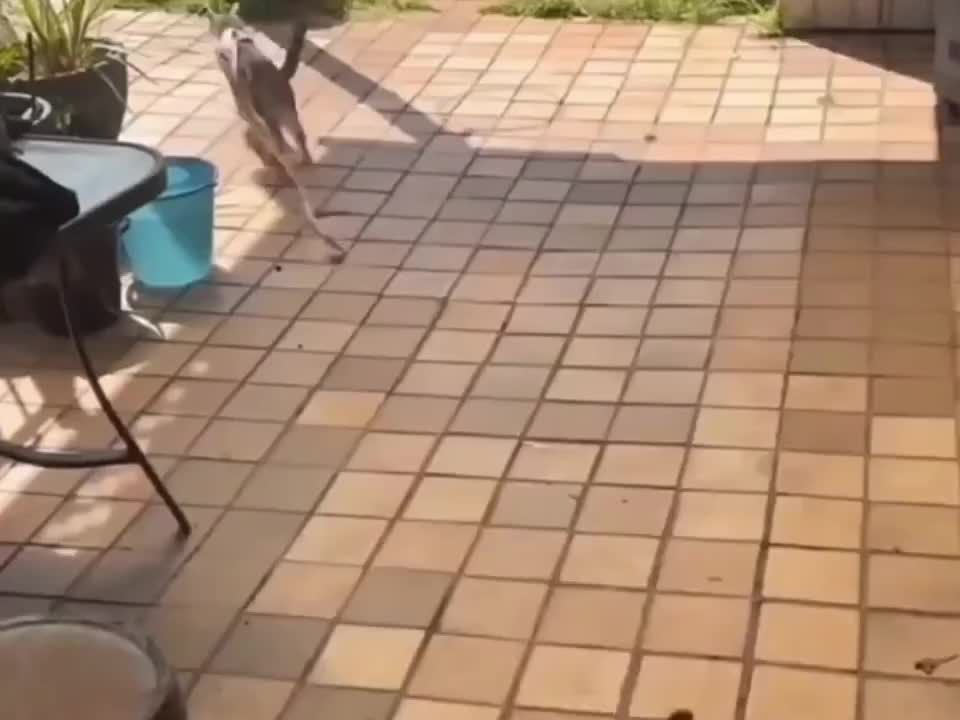 猫咪是真敢下手啊