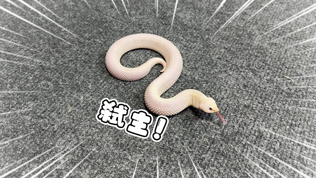 关于我花了4W买回来一堆会弑主的蛇的这档事！