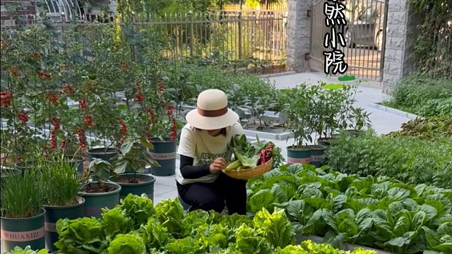 这种小院生活，是你喜欢的吗？#田园生活