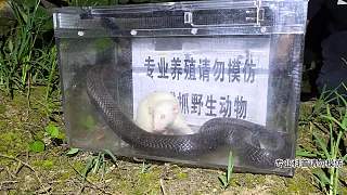 大白鼠眼鏡蛇毒性測試