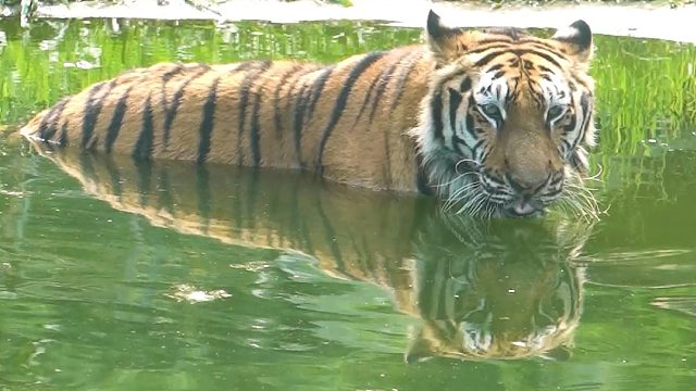 升温啦~虎虎也爱上了泡澡