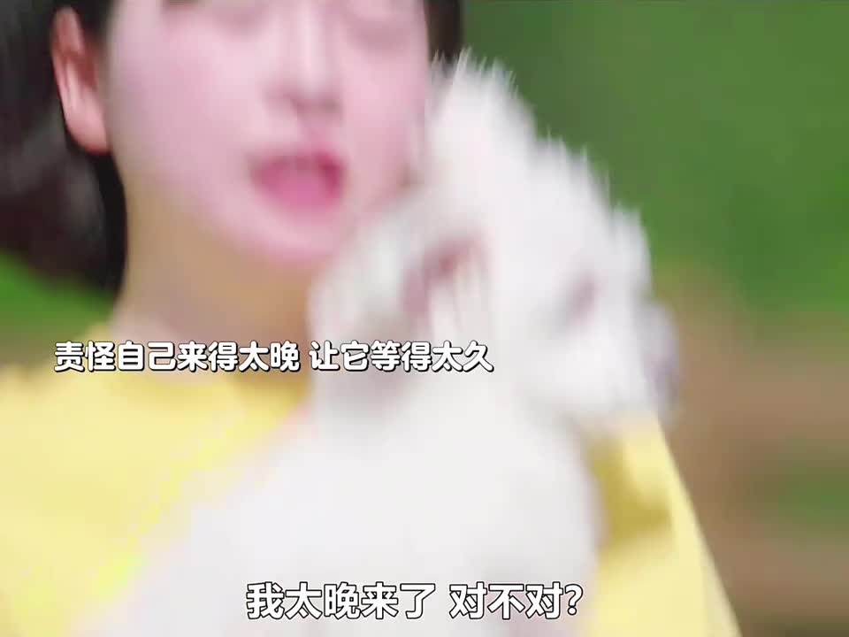 狗狗们真的是生活中的解药好感人啊