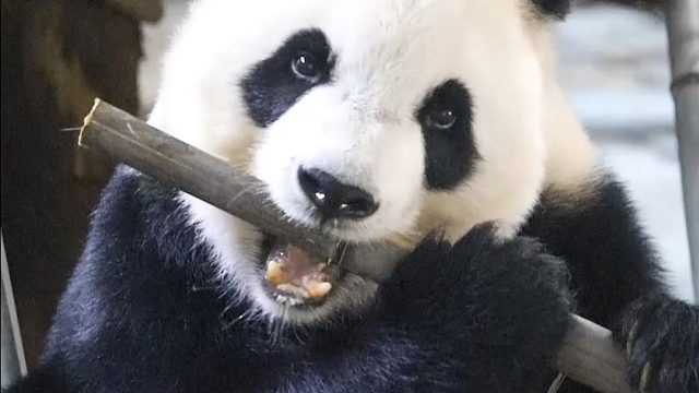 姐弟俩吃竹子的鲜明对比