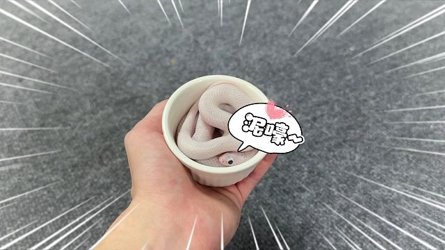 太棒了我们有救了！是喜欢人类的乖乖蛇！