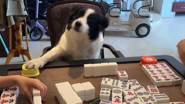 狗界博士！打麻将用一招回首掏有多少人学不来