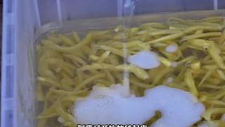 農(nóng)場的一天，用珊瑚葉做解暑的涼粉(2)