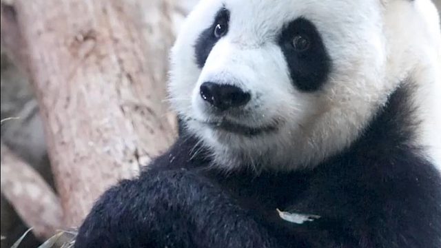 人，明天要来开会吗？我和弟弟的生日会